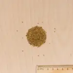 Plantes utiles - Engrais vert Luzerne flamande - BIO - Grand Modèle - MEDIA_3D